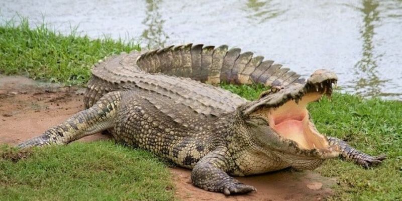 Mơ thấy mình bị cá sấu cắn